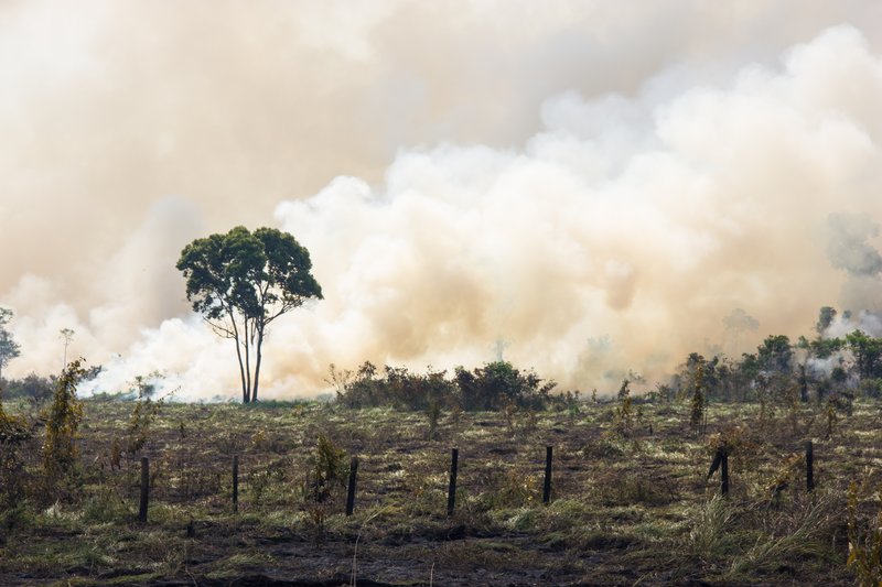 Een bos staat in brand